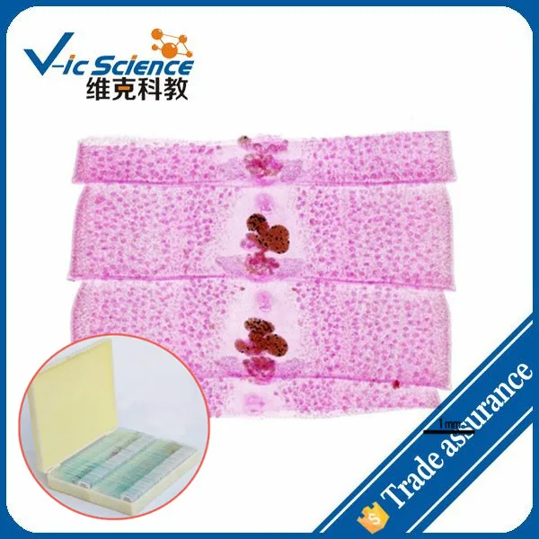 Паразитологические горки и гистологические | Канцтовары для офиса дома