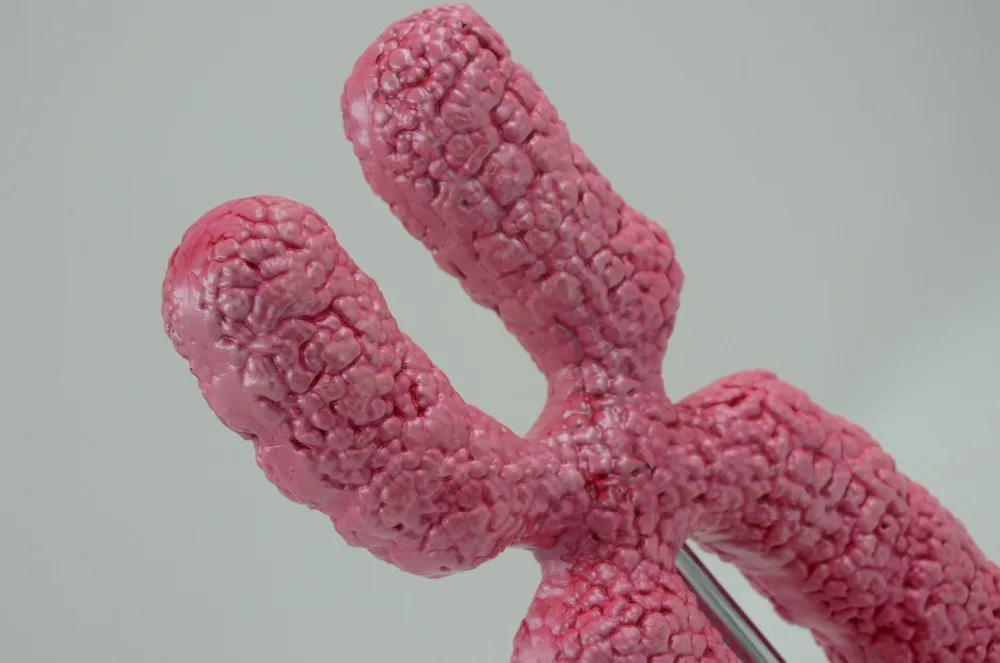 X Chromosome усилительная модель, мейоз, преподавание биологии, органель, анатомическая модель, генетика анатомическая модель