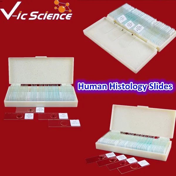 100 шт Meidical человеческого Гистология слайды|human histology slides|histology slides |