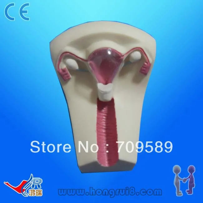 Обучающий симулятор IUD | Канцтовары для офиса и дома