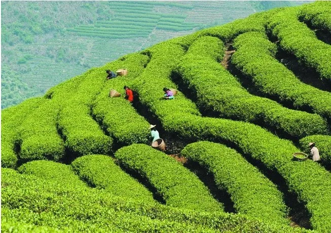 250g Early Spring Green Tea Organic Huangshan Maofeng tea 2013 Fresh green Yellow Mountain Fur Peak Fress Shipping | Продукты