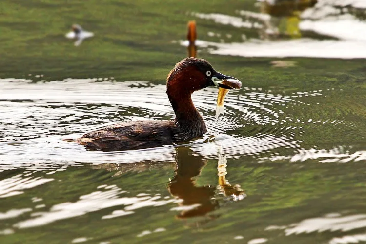 JINTU белый супер 500mm f/8,0 телеобъектив Комплект для NIKON D3400 D5500 D7500 D850 D800 D750 D700 D610 D600 D500 D300 D90 Камера