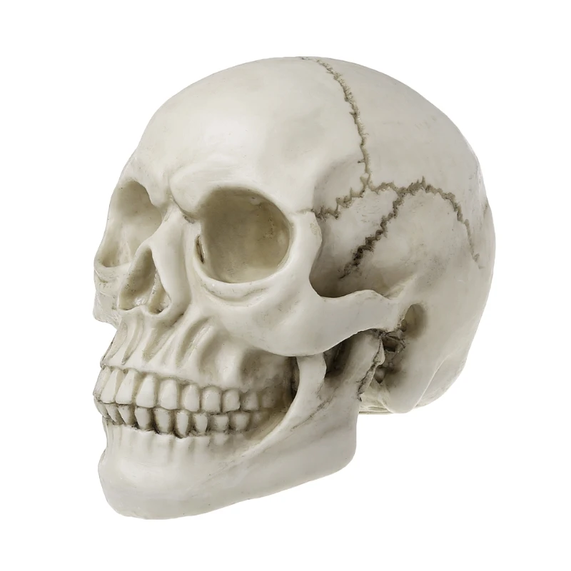

2021 New Resin Art Skull Replica Teaching Model Medical Realistic 1:1 Adult Size