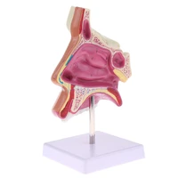 11 lifesize setion of human nasal cavity nasal bone and cartilage anatomy study model medical teaching supplies