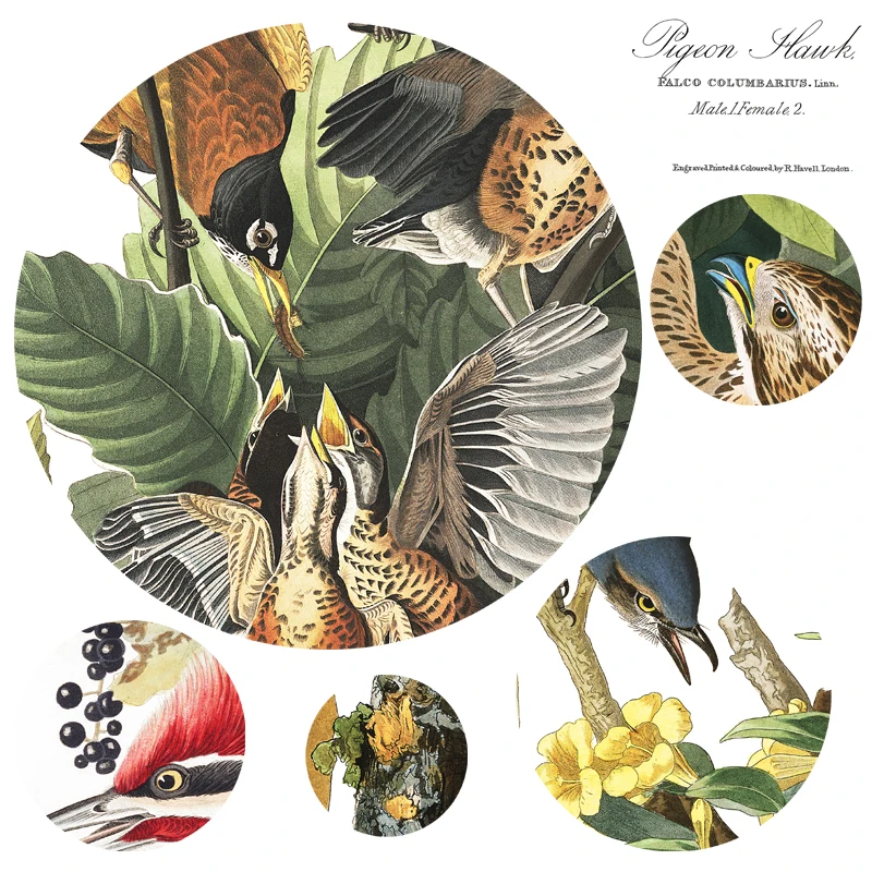 John James audubon Америка Товары для птиц коллекция HD высокое качество холст Книги по