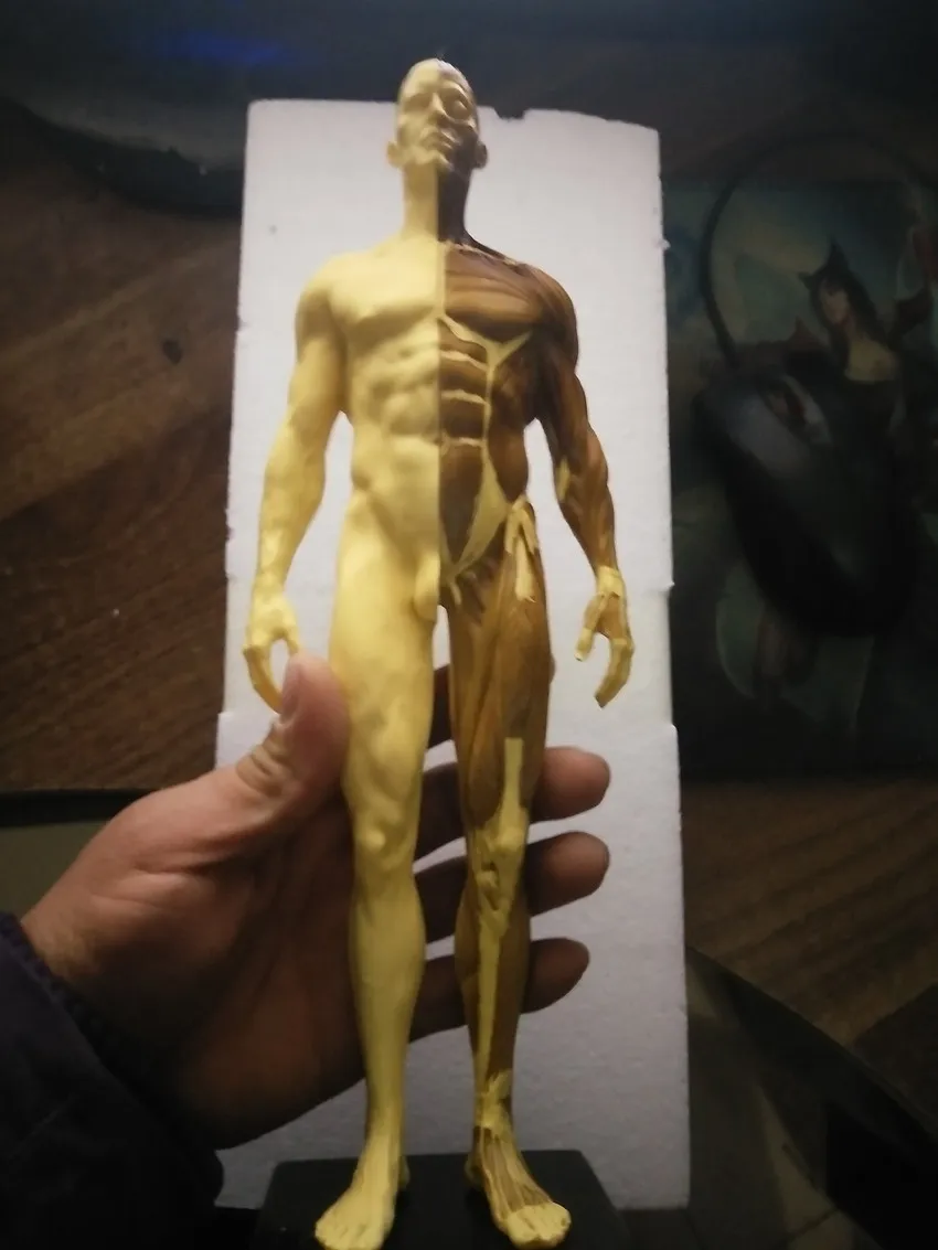 30 см человеческий каучук череп анатомическая модель скелета для зубных протезов