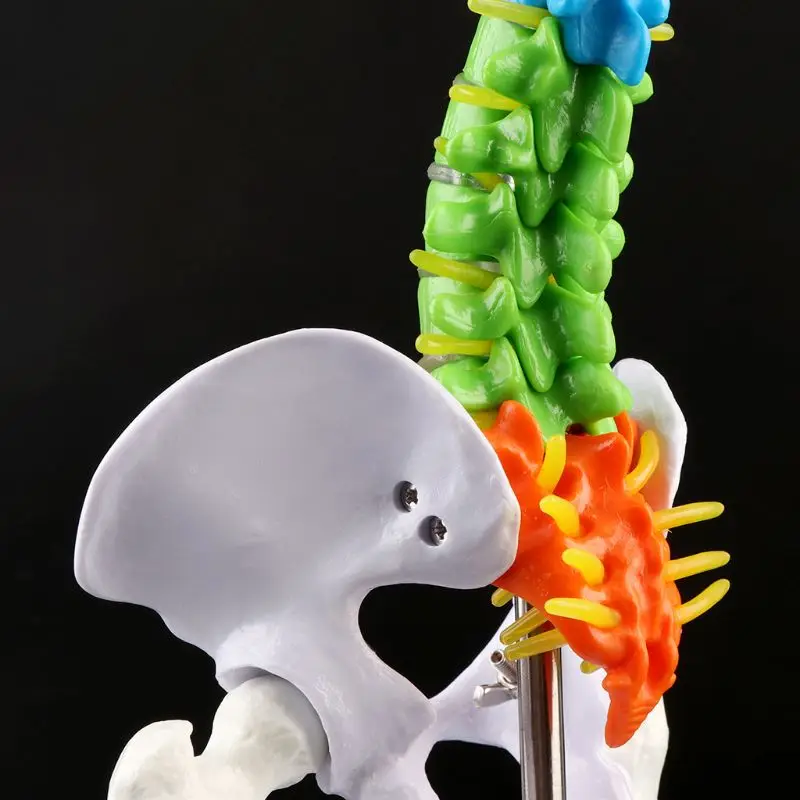 45cm Removable Human Spine Model Spinal Column Vertebral Lumbar Curve Anatomical Medical Teaching Tool | Канцтовары для офиса и