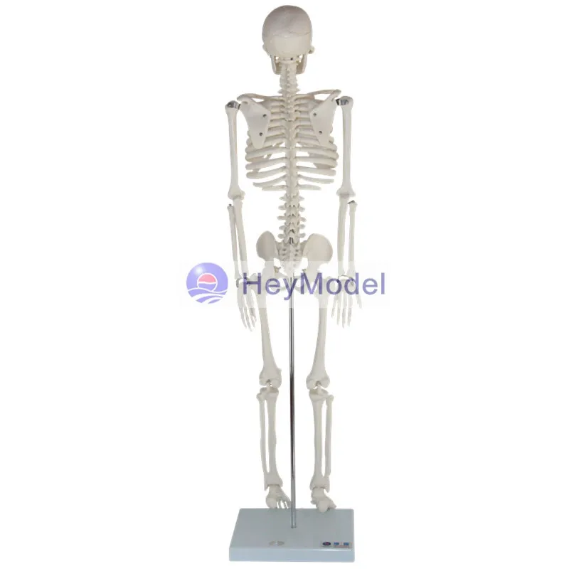 Модель скелета HeyModel из искусственного целого тела|skeleton model|skeletonskeleton body |