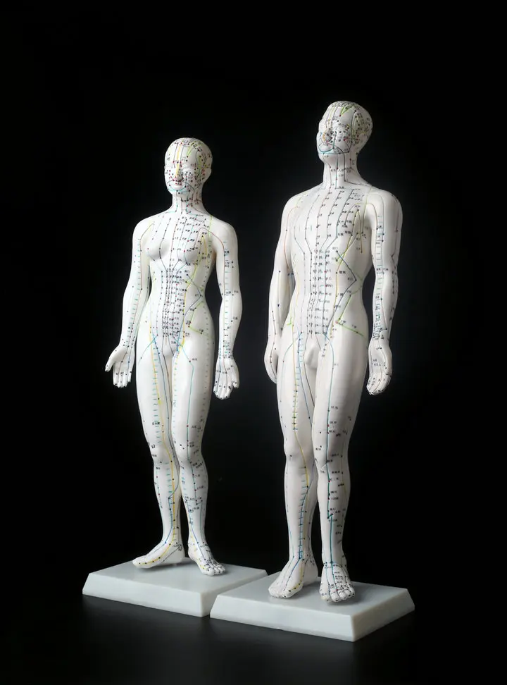 Меридиан модель человека акупунктурная мужская и женская медицинское