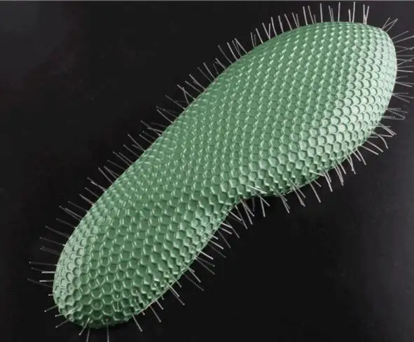 Модель Paramecium биологическая модель обучения