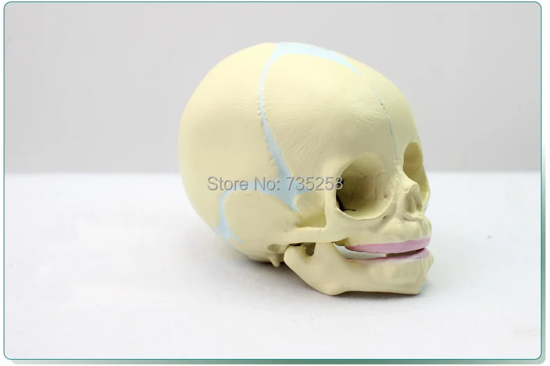 Fetal Cranial Model,Baby Skull Model,30 Weeks of Fetal Skull Simulation Model