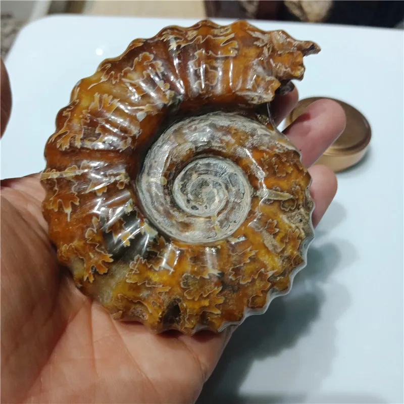 Около 200 граммов натуральный полированный козий Рог окаменелости аммониты Conch