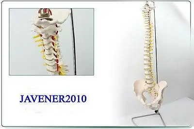 1:1 Размер жизни анатомическая Анатомия человека Европейский позвоночник