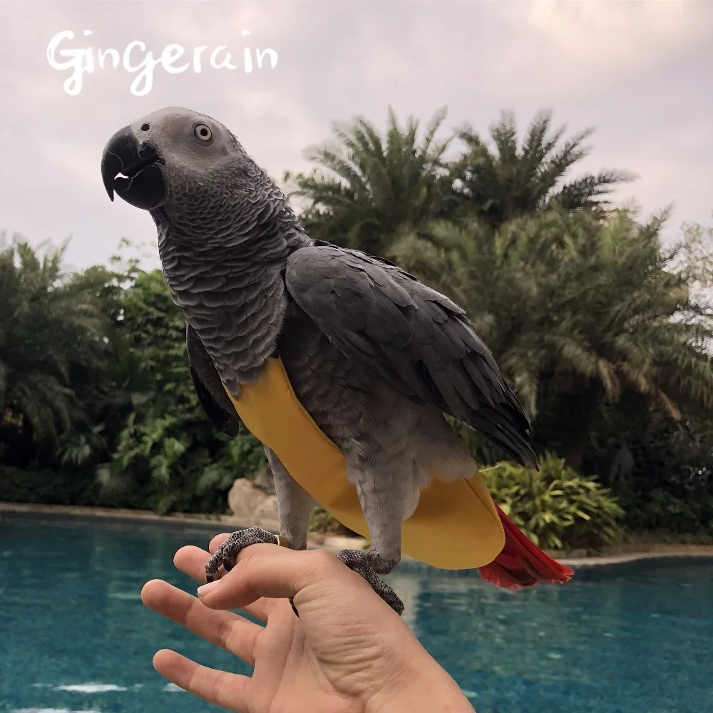 Gingerain одежда с птицами попугай одежда пеленки Радуга Сахар ручной работы на заказ одежда с птицами пеленки радуга сахар