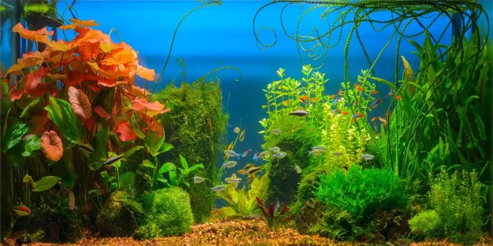 Laeacco подводный тропический зеленый водной цвет морской рыбы детская сцена