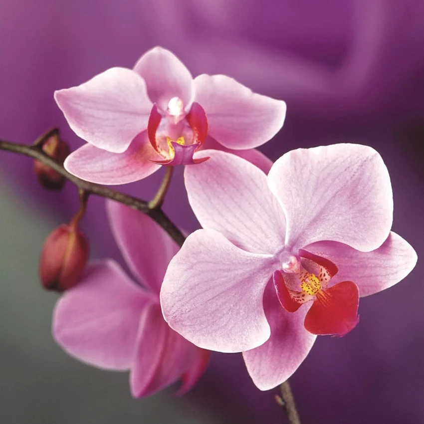 

Christmas DIY Diamond Painting ORCHID Diamond Cross Stitch Crystal Square Diamond Sets Unfinished Full Diamond Embroidery