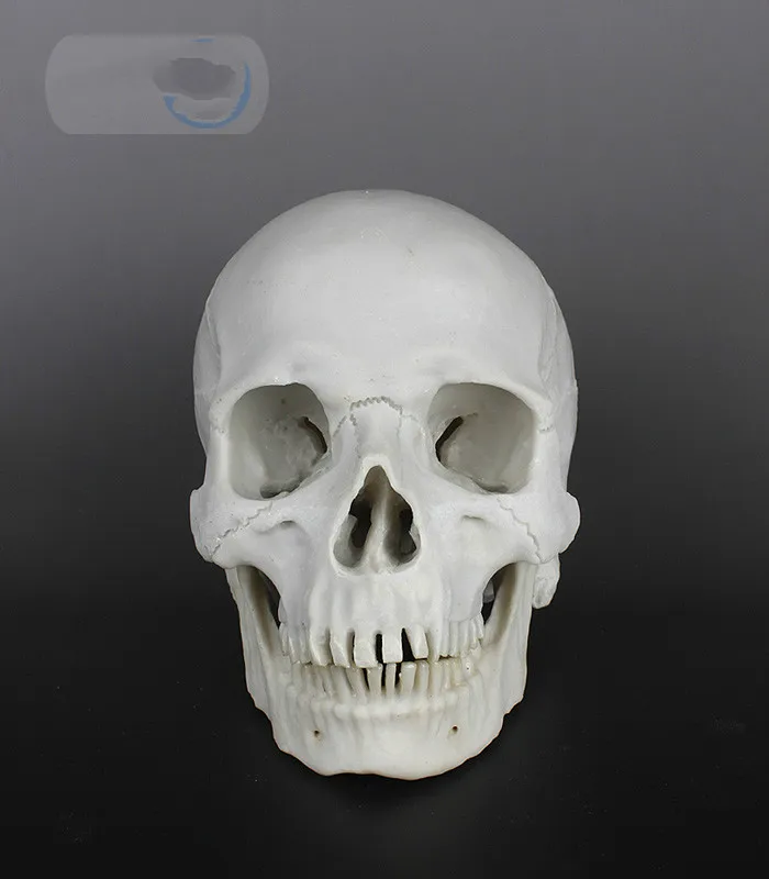 Высота смолы модель моделирование череп больница креативное украшение
