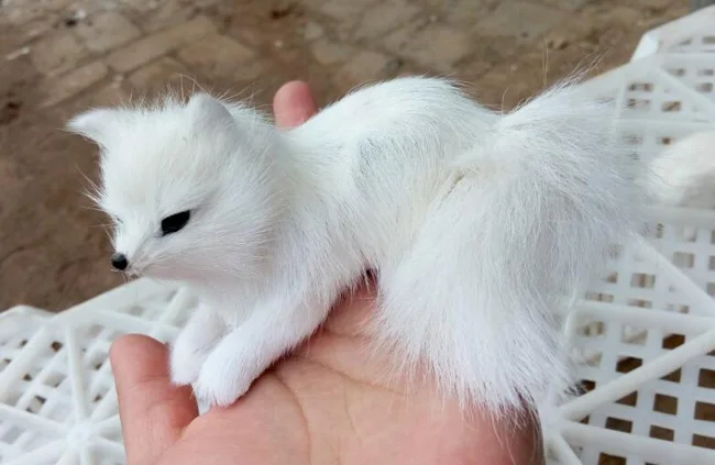 Маленький 11x6 см пластик и мех белый склонный Лисий жесткий Модель Ремесло