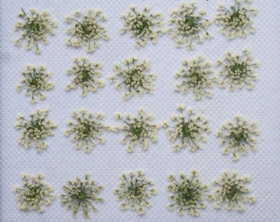 250 шт прессованный высушенный цветок Ammi Majus сухие растения для эпоксидной смолы кулон ожерелье Изготовление ювелирных изделий ремесло DIY аксессуары - Цвет: Белый