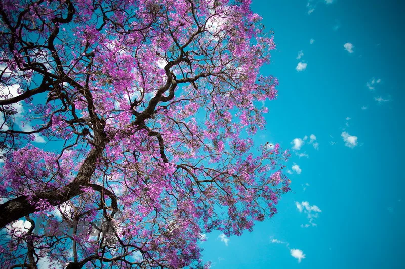 

suspended ceiling panels blue sky and trees ceiling design for bedroom