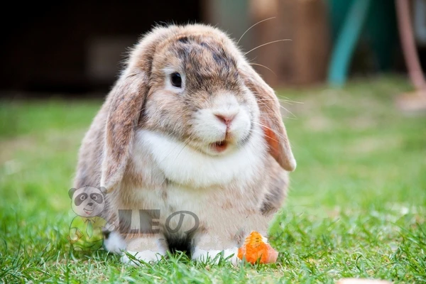 Lop кролик кукла lop плюшевый Игрушечный Кролик Кукла супер милые плюшевые игрушки