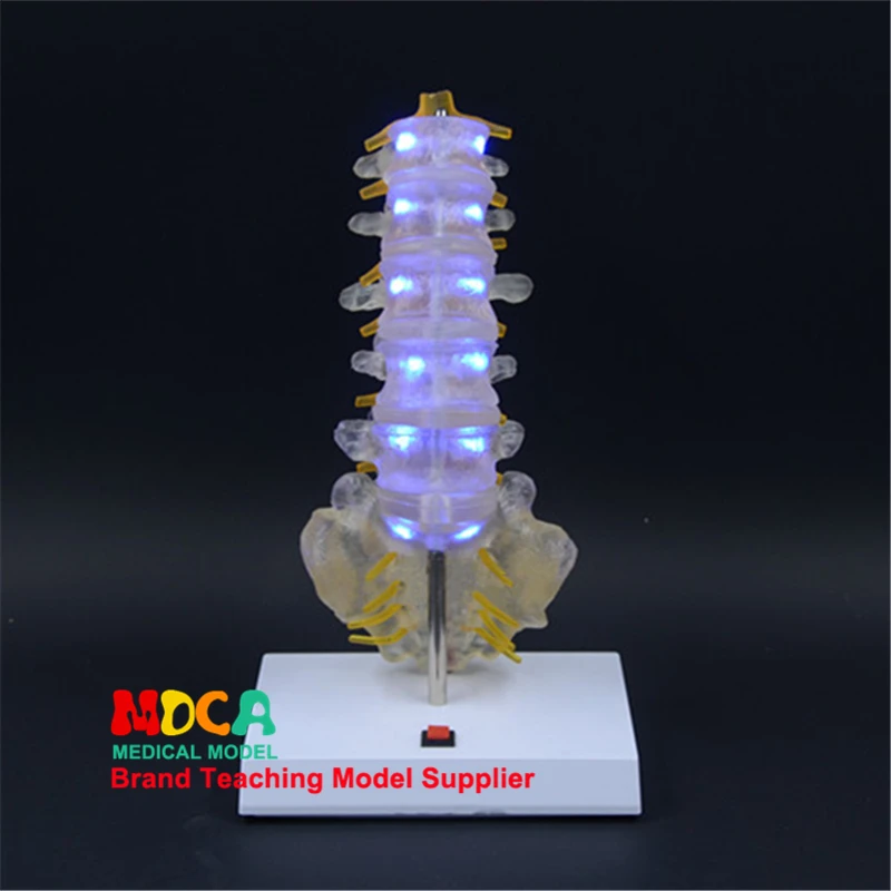 Spine model lighting, creative gifts, birthday gifts, caudal vertebrae, human lumbar model, medical teaching MYZ003