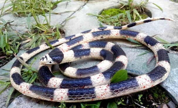 1 38 м имитация змеи пластиковые мягкие фигурки животных розыгрыш и приколы