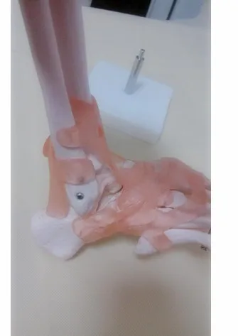 Модель сустава стопы связки суставов ног прикрепленная модель скелета человека