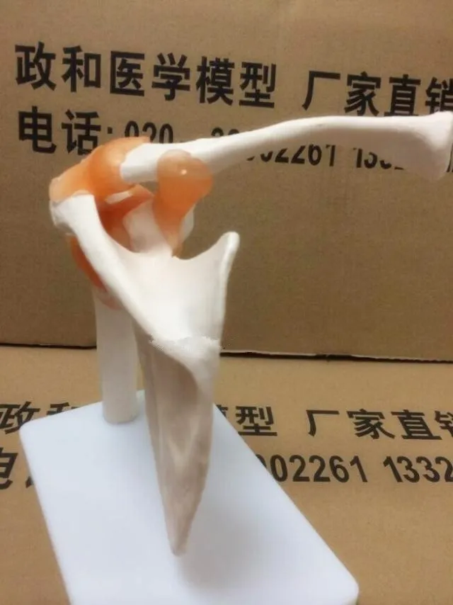 Натуральный размер человеческая кожа анатомический череп анатомические