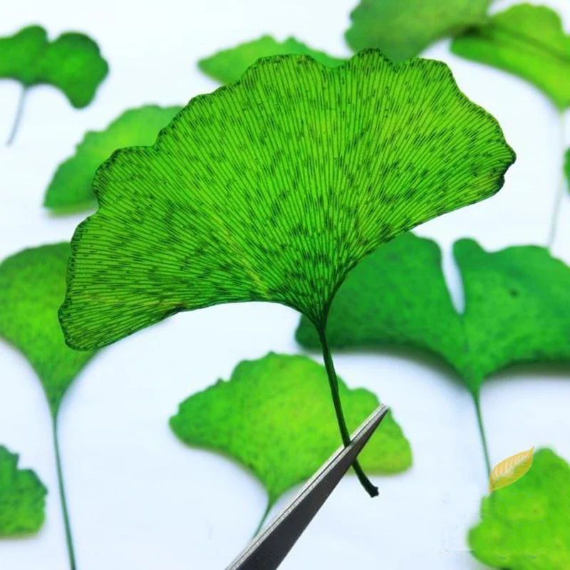 10 шт. натуральный образец гинкго билоба аксессуары сделай сам украшение для