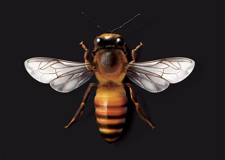 Подробная информация о Wild Ferns New Zealand Bee Venom маска для лица активная Manuka Honey 50g|face