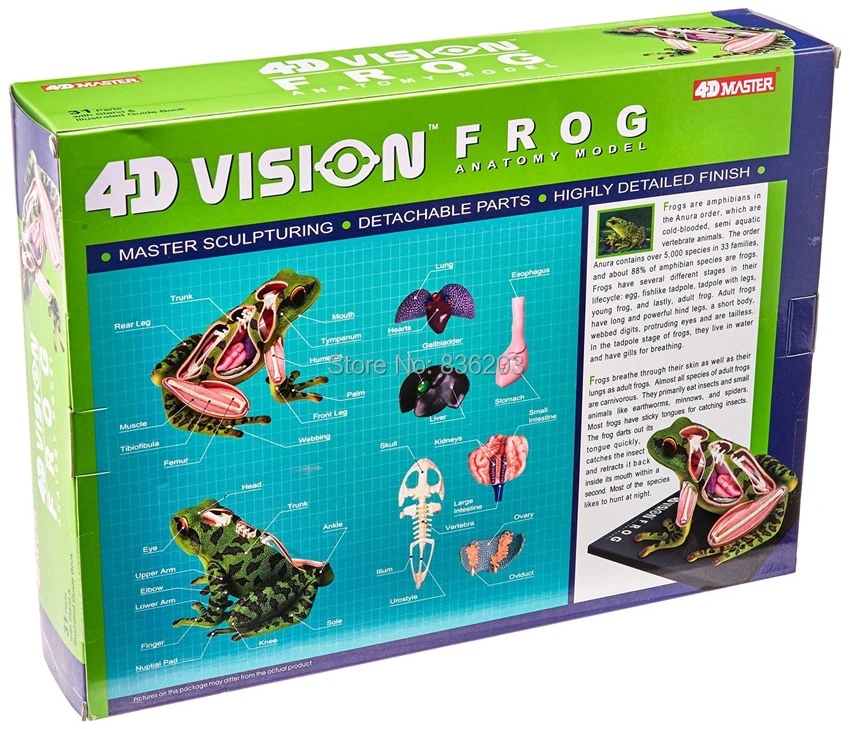 4D Master vision медицинская модель анатомии лягушки Череп Скелет анатомическая