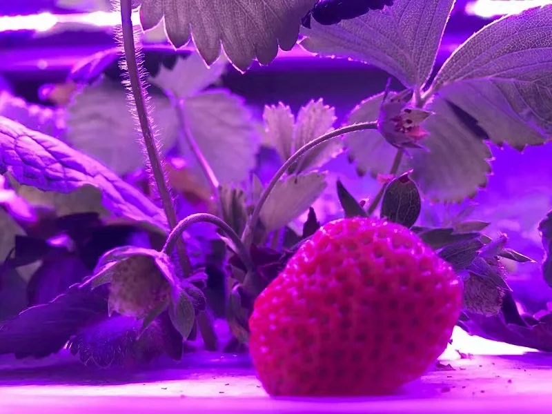 ReBlue Led Grow светильник расти светодиодные лампы 7 Вт растительная лампа для выращивания светильник для растений полный спектр для выращивания растений в помещении AC220V T5 лампы для растений