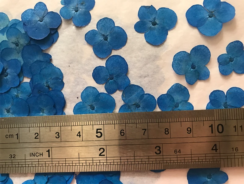 30 шт. Королевский синий Гортензия сухой цветок пресс цветок для DIY украшения