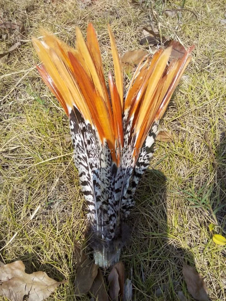 Wholesale 50 pcs / lot 8-10inches 20-25cm high quality natural Lady Amherst Pheasant Feather DIY jewelry decoration | Дом и сад