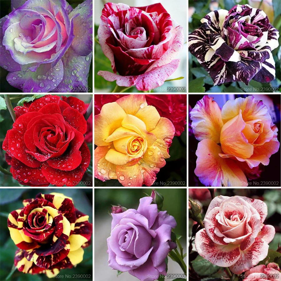 

5D DIY Diamond Painting rose Flower &Strawberrie Embroidery Diamond Painting Cross Stitch Rhinestone Mosaic Painting