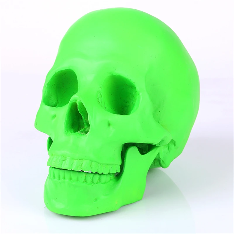 

Human.skull model medical simulation teaching equipment resin skull Ornament Gift YTTG009