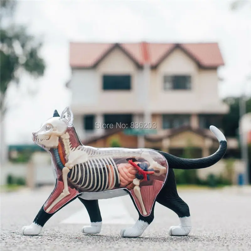 4D master vision раздельная кошка забавная анатомия мужской член медицинский череп