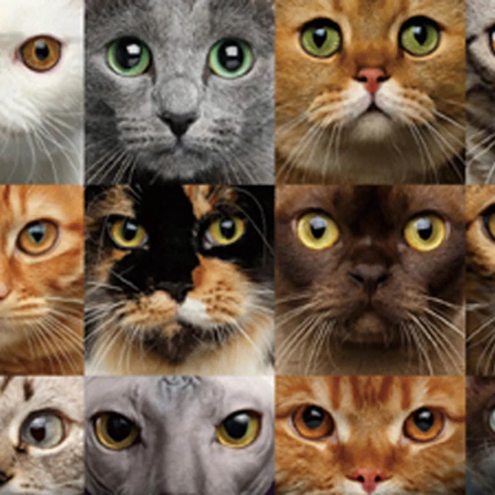 Мужской пуловер с 3D принтом Loverly Cat осенне-зимний теплый узором и длинными