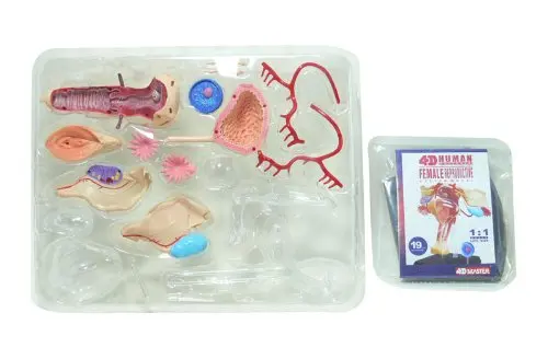 4D мастер медицинский человеческий череп анатомическая модель скелета Женская