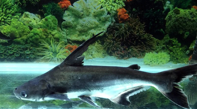 Голубая акула Pangasius Sutchi рыба еда раковина медленно дно корма аквариум большая рыба еда