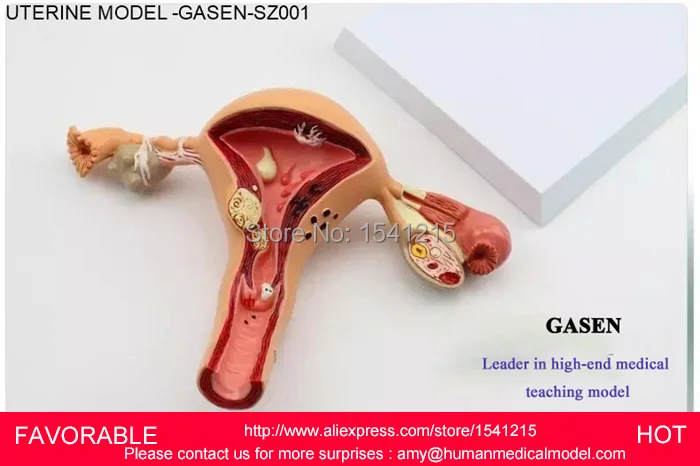 Женская репродуктивная система утробная яичная Вагина Отдел репродуктивной