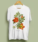 Sunfiz австрийский Бриар Роза унисекс футболка-ботаническая иллюстрация, ботаническое искусство, Роза фоетида, Винтаж