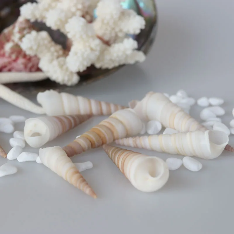 

Free Shipping(50pcs/lot)Tower Screw Shell Natural Shell & Conch Home Decoration Aquarium Landscaping Shell Ornaments