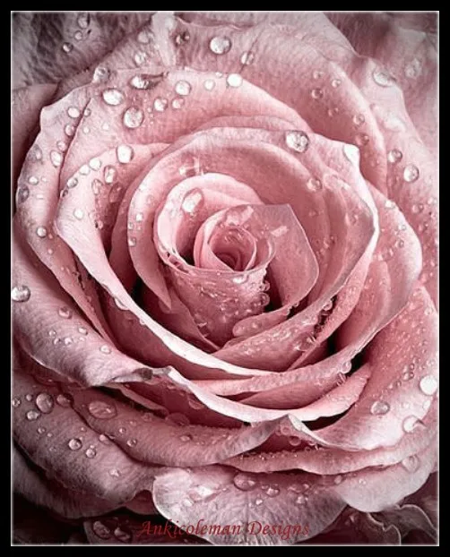 

Embroidery Counted Cross Stitch Kits Needlework - Crafts 14 ct DMC Color DIY Arts Handmade Decor - The Dew Rose