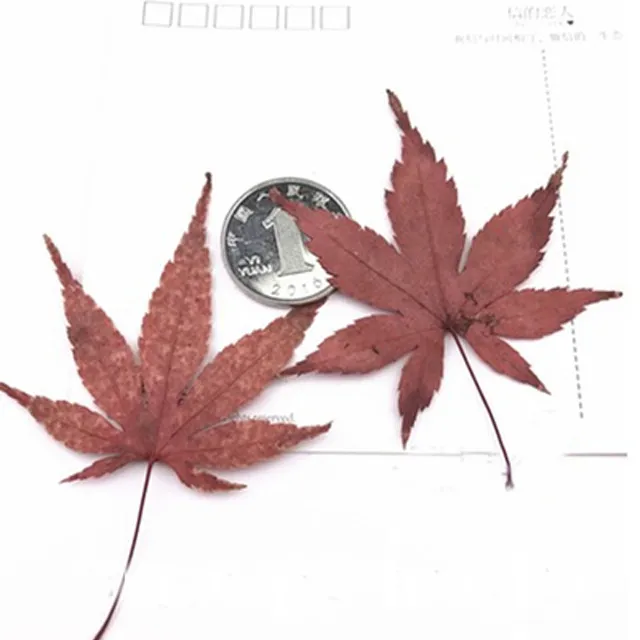 

Dye Red Maple Leaves Pressed Flower For DIY handmade material 100pcs