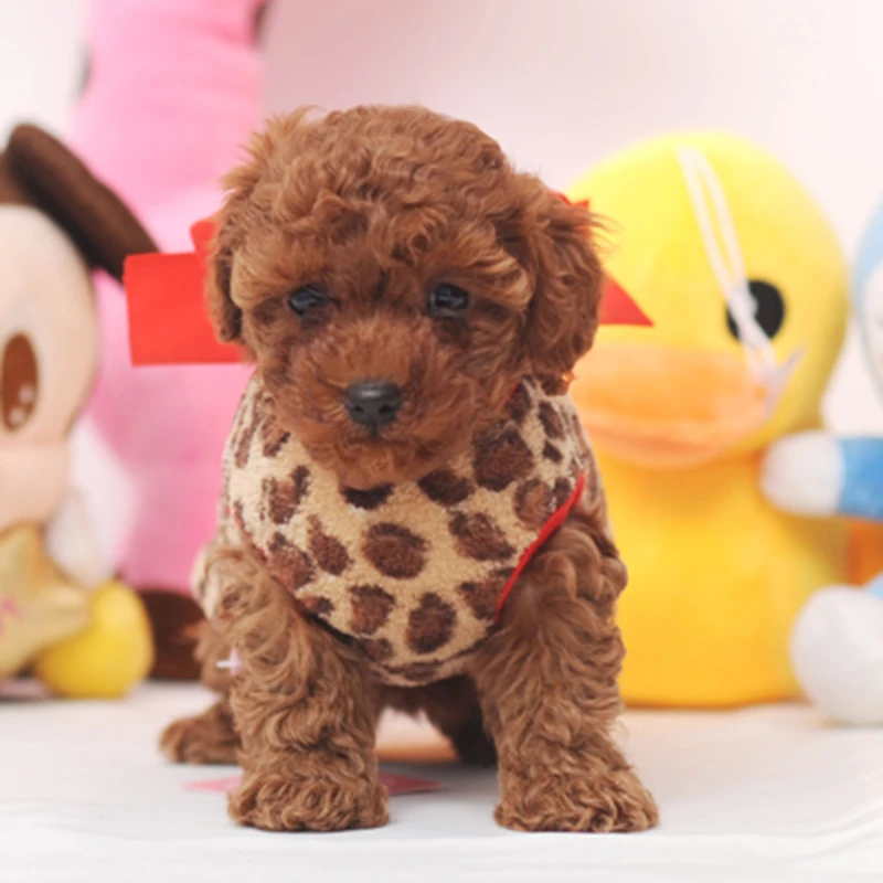 Одежда для щенков с леопардовым принтом жилет маленьких собак одежда весны осени