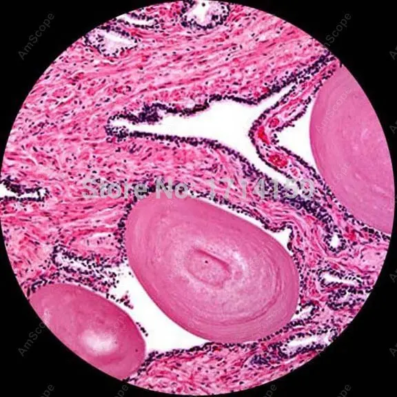 

Teaching Training Microscope-AmScope Supplies Three-Observing Compound Microscope 40x-2000x