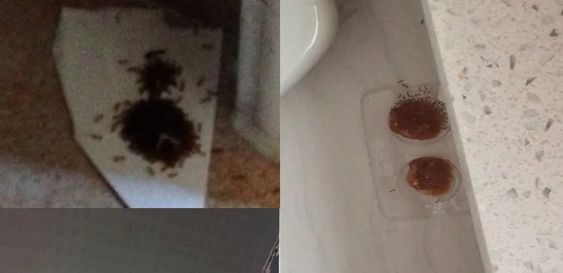2018 сильная прозрачная муравьиная наживка желтая черная Термит муравья