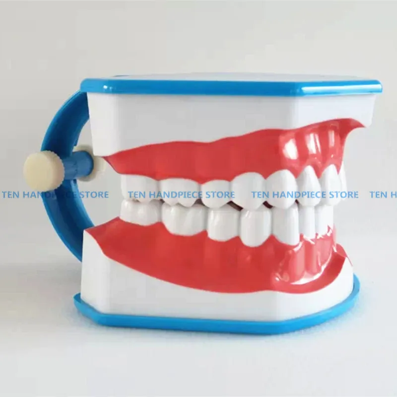 

2018 good quality Teeth Brushing Model children Dentist student learning model